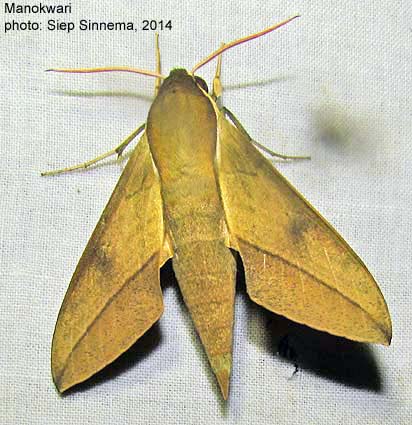 Thehra Insect Papua Insects Foundation (Lepidoptera/Sphingidae/Theretra celata)